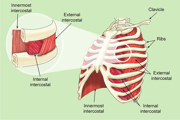 Magnification showing the structure of the intercostal muscles in the rib cage